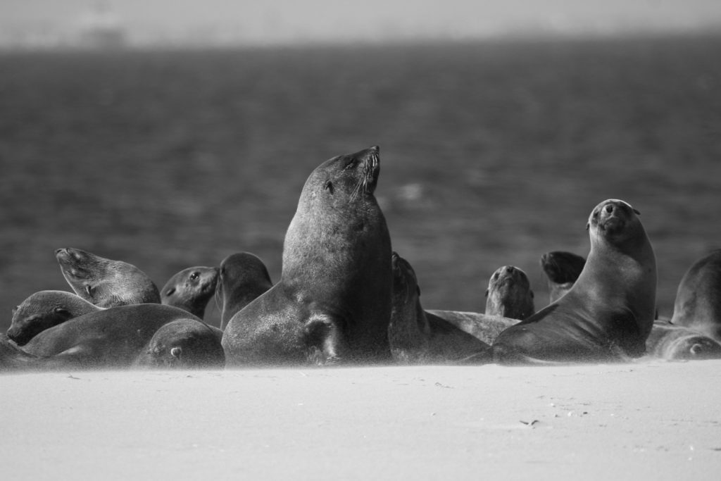 Seals at Pelican Point